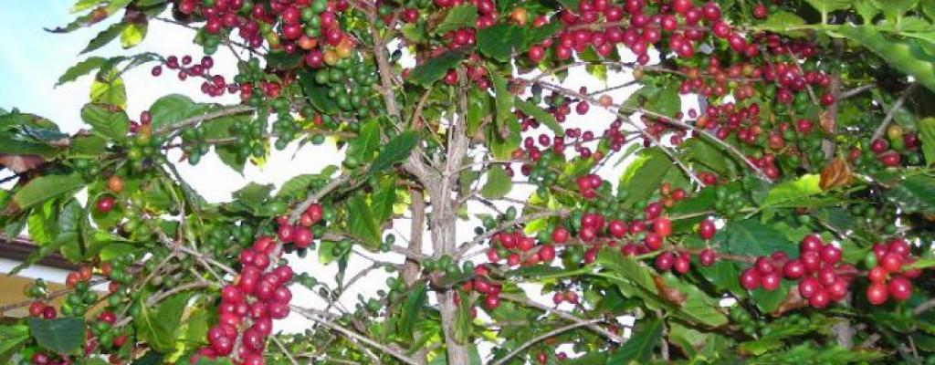 Coffee growing in Kalungu District